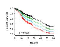 Effect of Telomere Length on Survival in Idiopathic Pulmonary Fibrosis